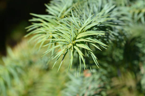 istock Taiwan coffin fir 1489090279