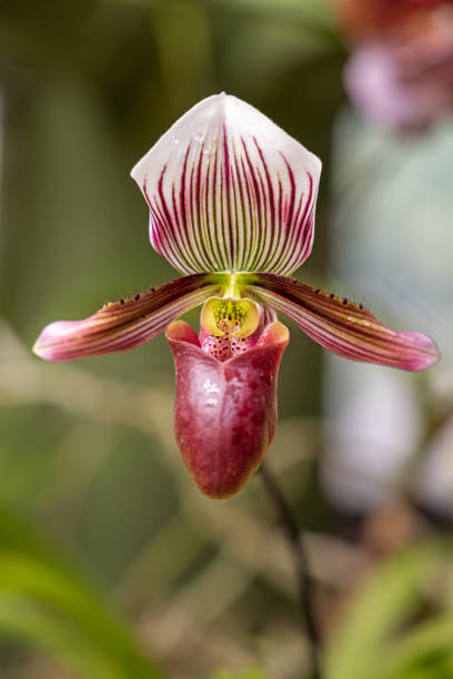 Flower head from a orchid in a collection in Kandy in the central Sri Lanka