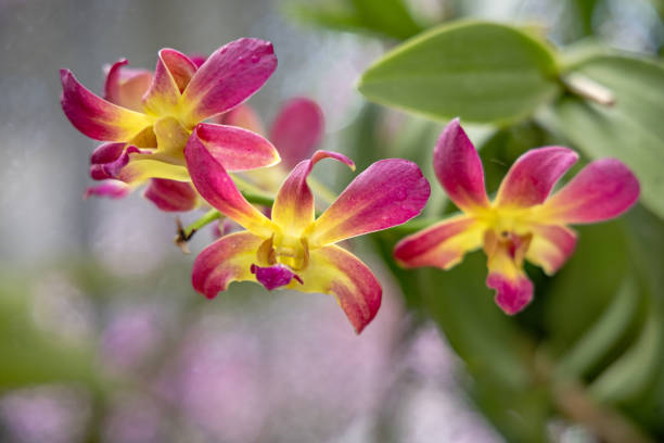 beautiful orchid on green background