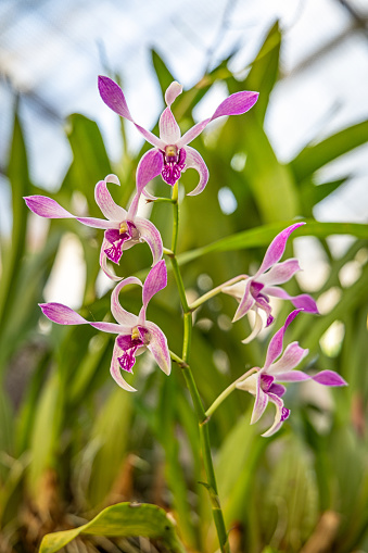 Flower head from a orchid in a collection in Kandy in the central Sri Lanka