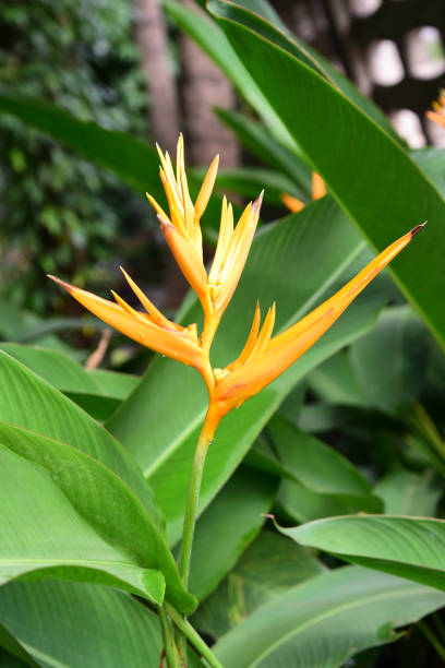 Fleur d’oiseau de paradis dans le jardin - Photo