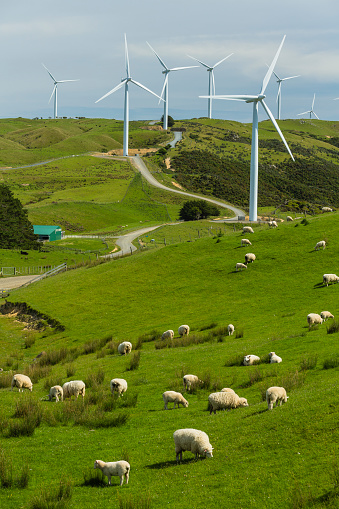 Wellington is the capital city of New Zealand, located at the southern tip of the North Island. Wellington is known for its stunning waterfront, hilly terrain, and vibrant arts and culture scene.