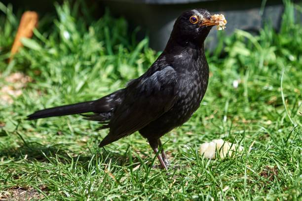 istock a small black bird standing on grass and looking to its right 1489101659