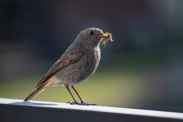 istock Beautiful Common Redstart (Phoenicurus phoenicurus), small passerine bird 1489103418