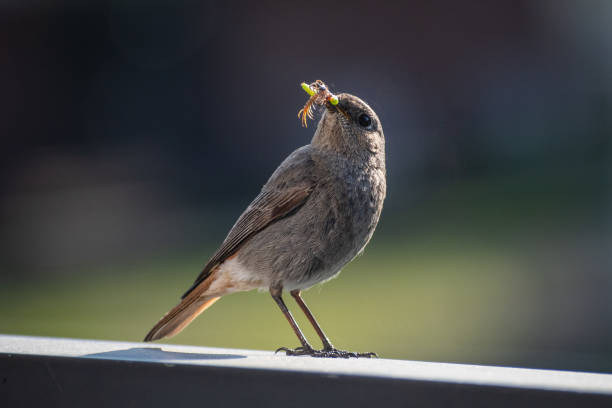 istock Beautiful Common Redstart (Phoenicurus phoenicurus), small passerine bird 1489103425