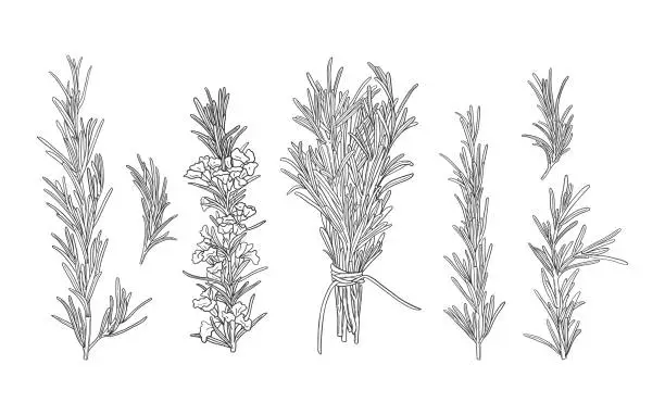 Vector illustration of Set of hand drawn black and white rosemary branches