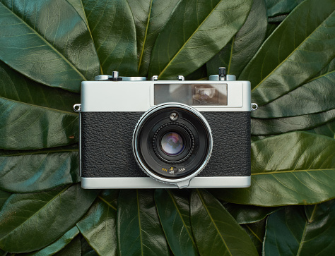 Vintage film camera on green leaves