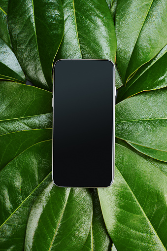 Top view of a smartphone with blank screen on green leaves