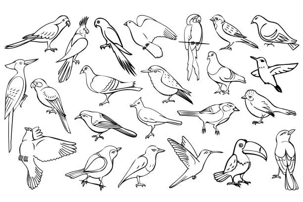 Vector illustration of Line art birds