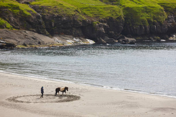 Training a horse on a sand beach. Equestrian sport. Faroe Islands