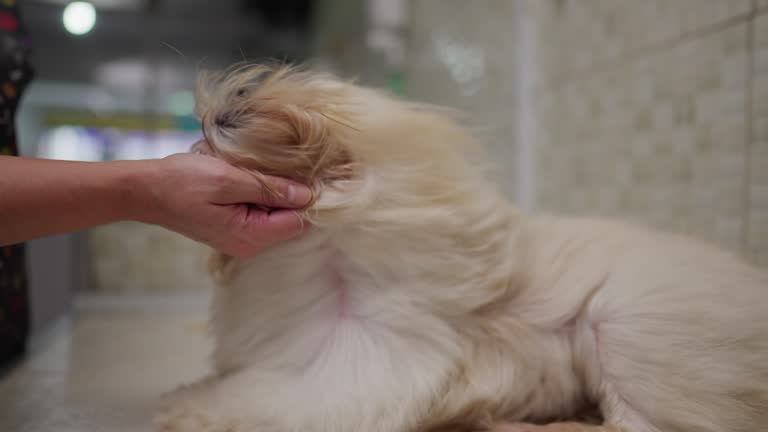 Drying Small Dog Fur blowing in slow motion. Shih-Tzu Race Dog being pampered and groomed at Pet Shop