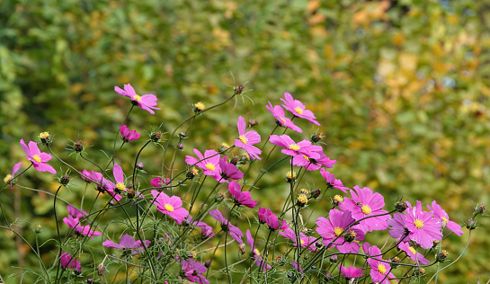 A selective focus image of pink and yellow cosmos flowers growing in a garden.