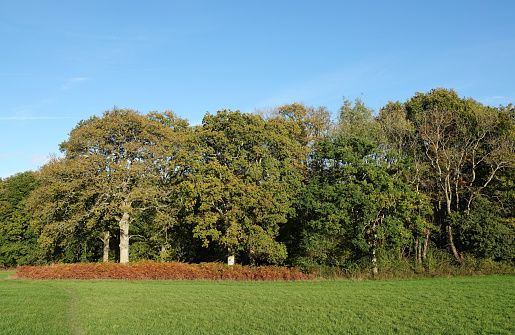 Green trees under a clear blue sky on an autumn day in the English countryside.