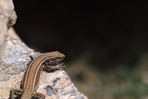 A lizard perched atop a rocky outcropping in a cave, surrounded by lush greenery