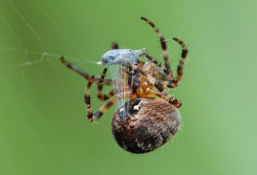 Macro photograph of a female black widow spider guarding her egg sac. She is poised and ready to defend.