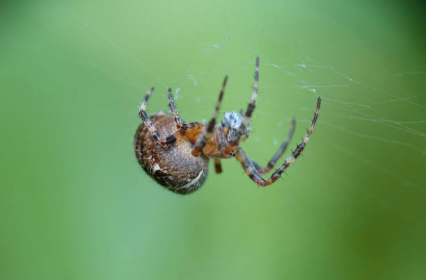 A closeup selective focus image of a garden spider in its web with prey against a green background.