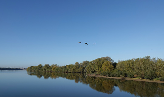 Canada geese flying through a clear blue sky over a UK reservoir.