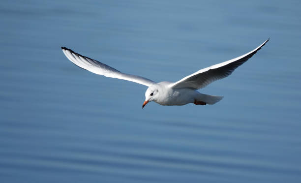 A closeup of a black-headed gull, chroicocephalus ridibundus, in flight above water. A black-headed gull flying above the blue waters of a lake. charadriiformes stock pictures, royalty-free photos & images