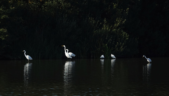 Great white egrets standing together at the edge of a lake.