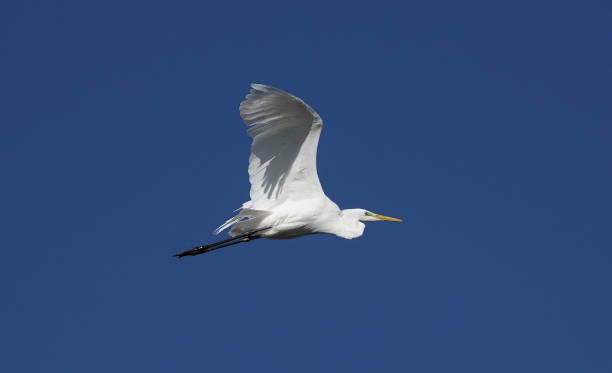 istock A great white egret with wings raised flying through a blue sky. 1489112115