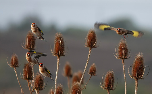 Goldfinches perching on teasel on an autumn day in the English countryside.