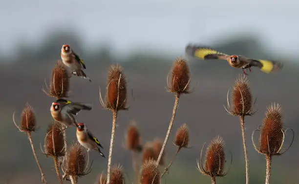 Goldfinches perching on teasel on an autumn day in the English countryside.