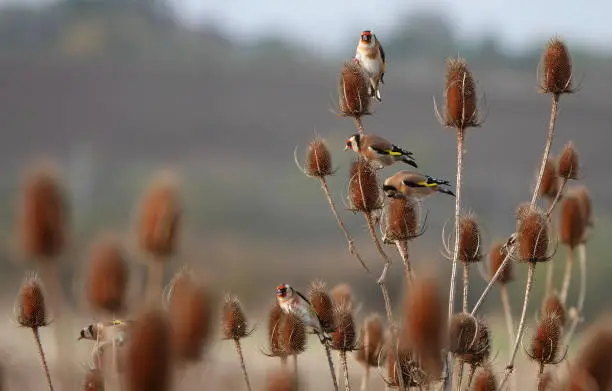 A small flock of goldfinches feeding on dried teasel plants.