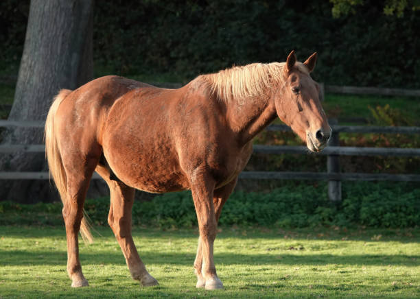 istock A beautiful horse standing in a paddock on a sunny day. 1489112462