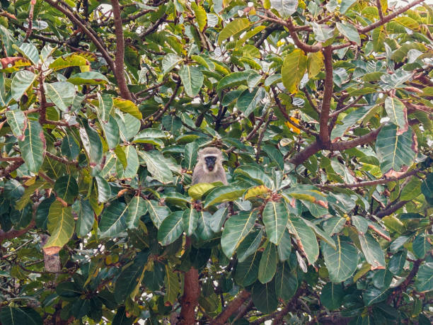 un solo mono se sentó en un árbol frondoso verde en sudáfrica - eleanor fotografías e imágenes de stock