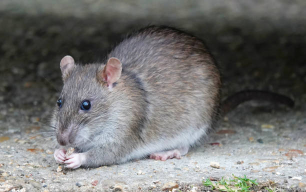 istock A brown rat eating scraps on the ground. 1489114043
