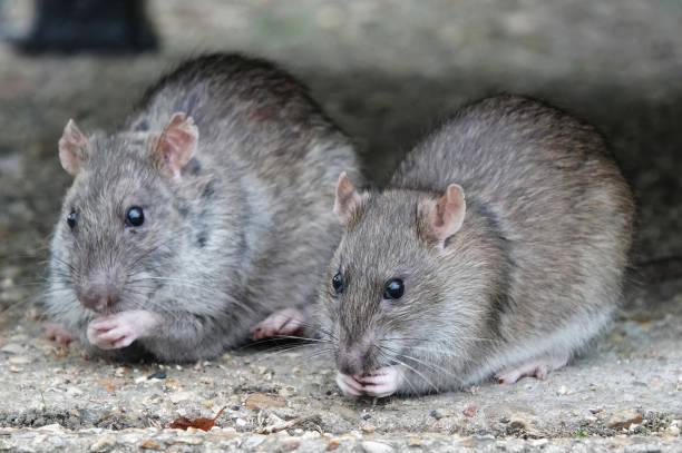 istock Two brown rats eating scraps from a concrete path with their paws. 1489114054