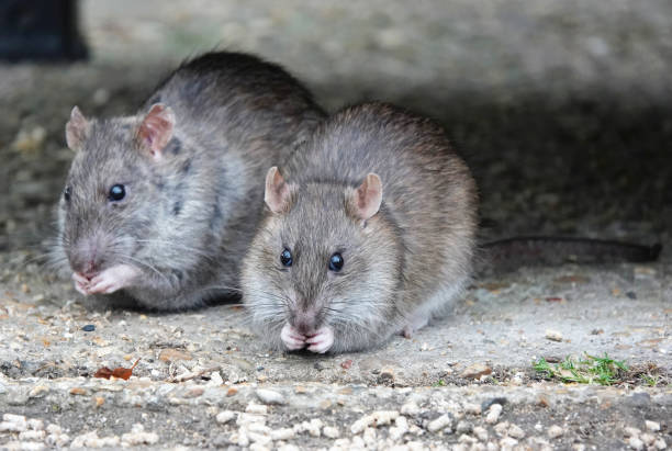 istock Two brown rats on a concrete path eating scraps with their paws. 1489114081