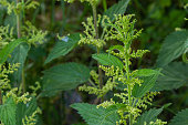 The nettle dioecious Urtica dioica with green leaves grows in natural thickets
