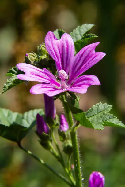 Flower of garden tree-mallow with droplets of dew on the petals Lavatera thuringiaca.