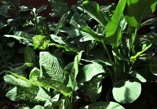 istock flower and plants of Senegal 1489114815