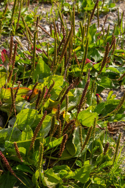 pianta da fiore di piantaggine su terreno sabbioso. piantaggine a foglia larga maggiore, piede dell'uomo bianco o piantaggine maggiore - plantain major herb greater foto e immagini stock