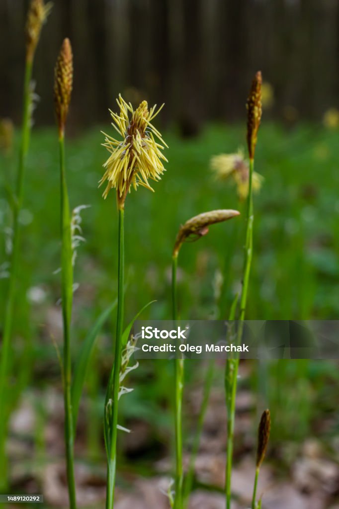 Sedge hairy blossoming in the nature in the spring.Carex pilosa. Cyperaceae Family Sedge hairy blossoming in the nature in the spring.Carex pilosa. Cyperaceae Family. Blossom Stock Photo