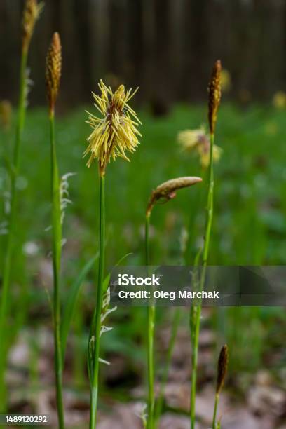 Sedge Hairy Blossoming In The Nature In The Springcarex Pilosa Cyperaceae Family Stock Photo - Download Image Now