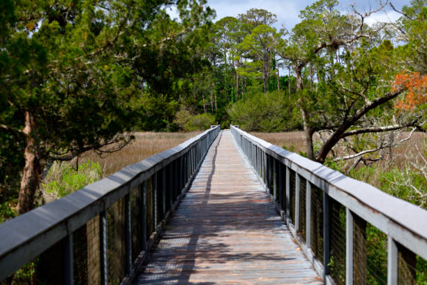 istock Wooden boardwalk crossing at marshland 1489120331