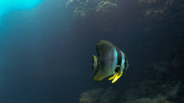 istock Underwater portrait of Batfish 1489121459