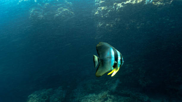 istock Underwater portrait of Batfish 1489121467