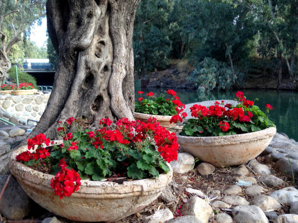 istock Flowers near the river 1489122124
