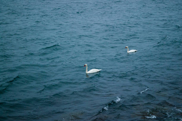Two white swans in the sea in stormy rainy weather.