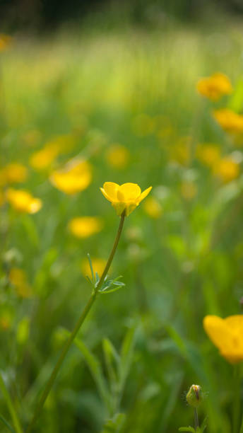 istock Yellow buttercup flowers in a green field 1489123463