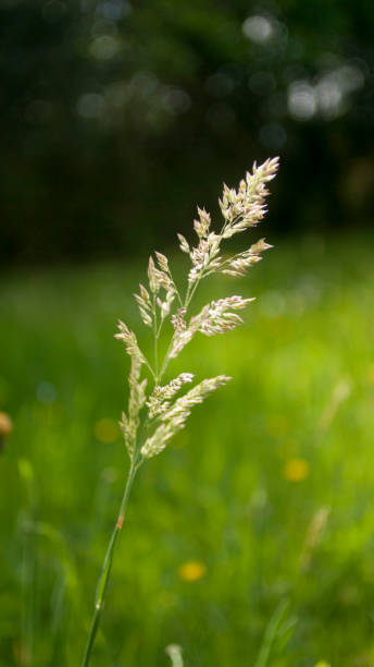 istock Wild plant spike in a green field 1489123531