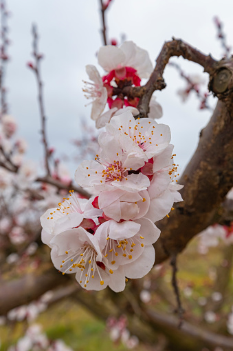 Irrigated cultivation of a plantation of peach trees in full bloom. Detail of the beautiful flower of a peach tree in full bloom