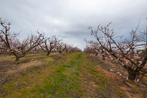 Irrigated cultivation of a plantation of peach trees in full bloom.