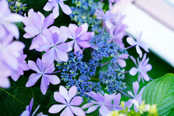 箱根に咲く美しい紫陽花