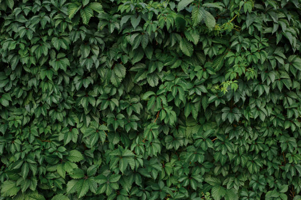 istock Background of green ivy in summer 1489123818