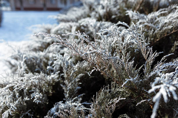 Cypress tree with green leaves covered with frost growing in city park in winter in sunny weather